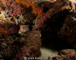 Puffer fish hiding in the reef by Lisa Kelly 